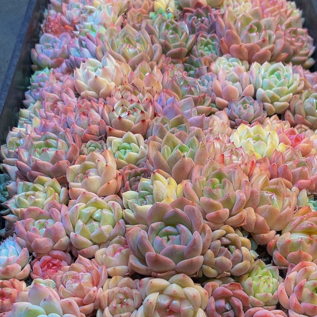 肥***猫613多肉葡萄的味道是真的很好吃