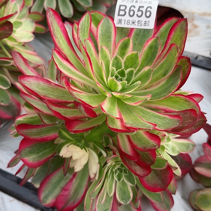 多肉法师孔雀翎多