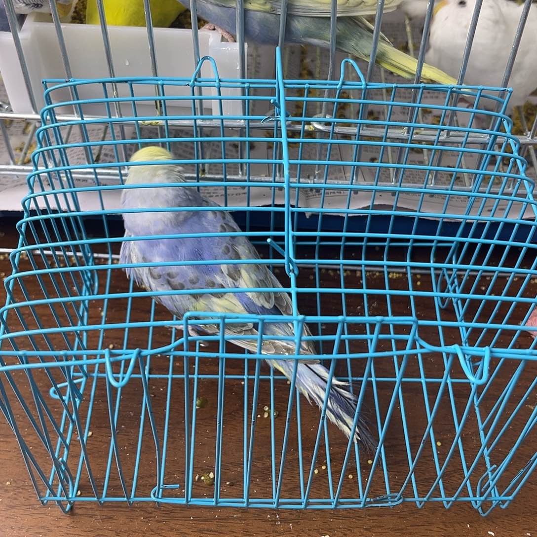 虎皮鹦鹉金彩鹦鹉