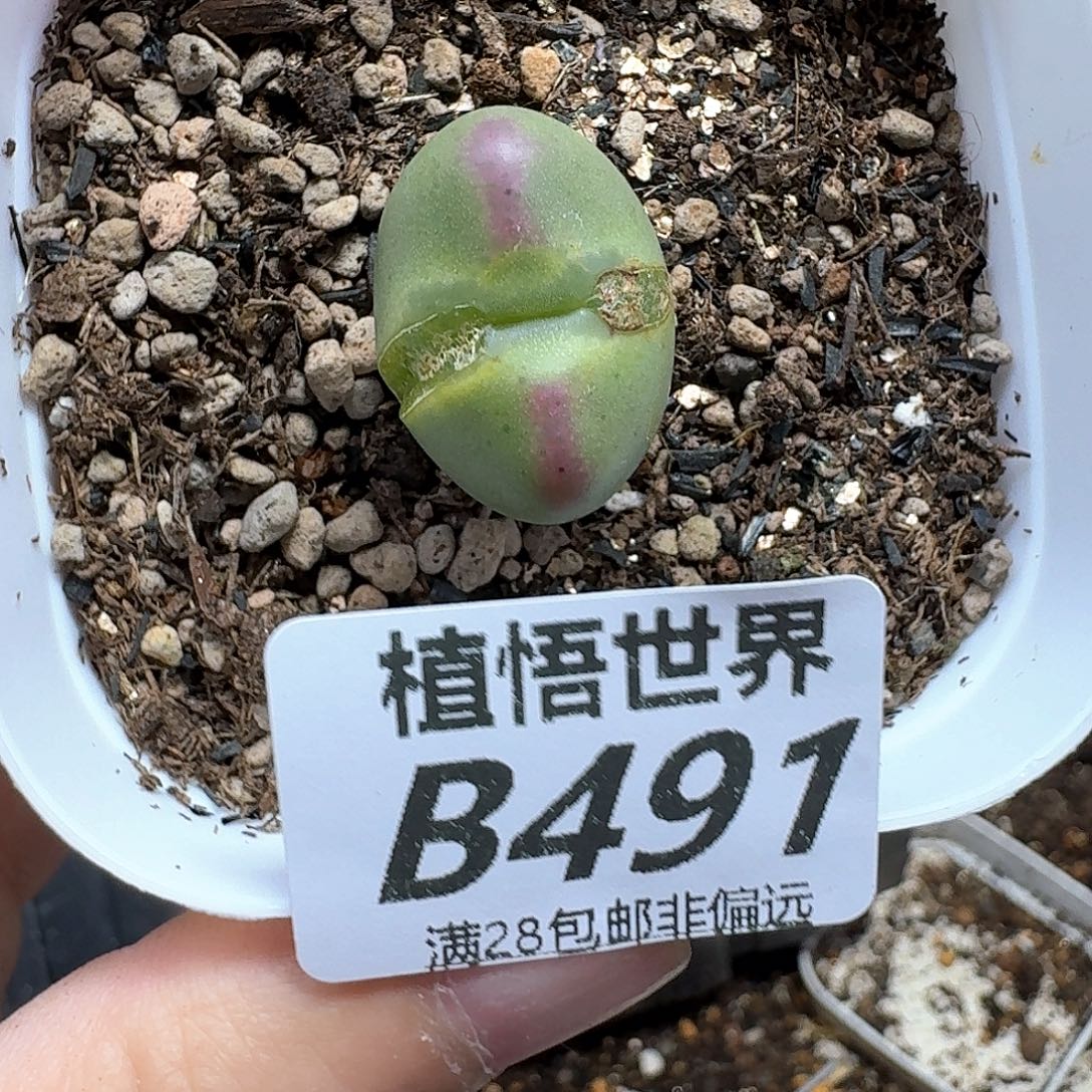 多肉植物的润泽fgh