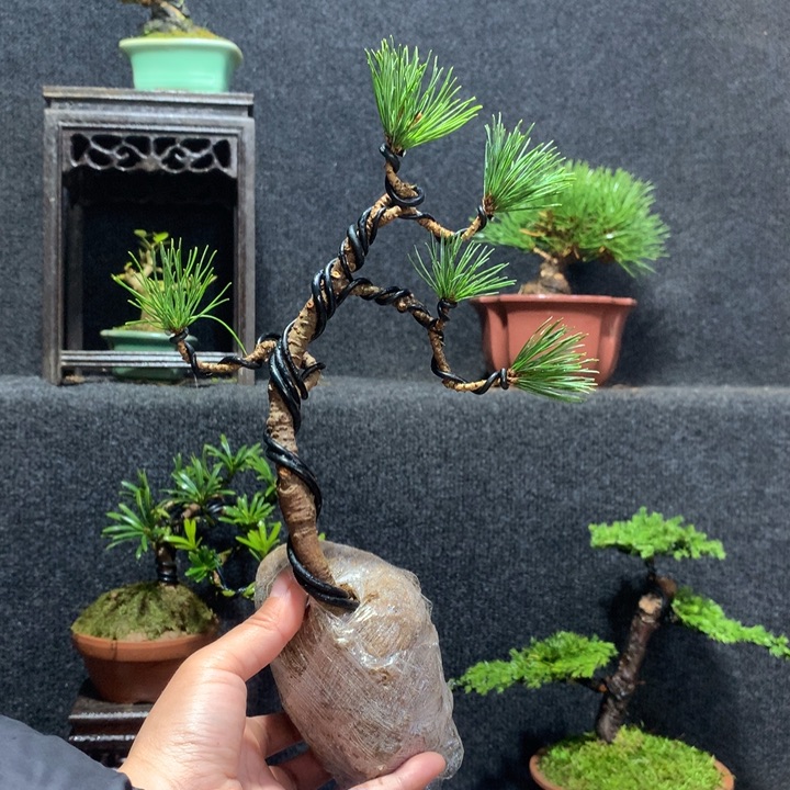 郑***坤无花朵11111111111111