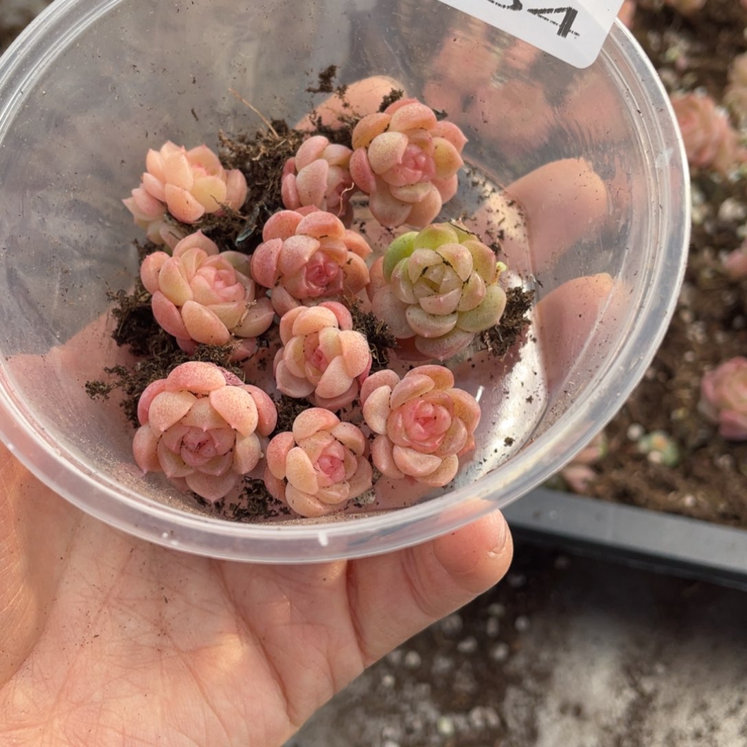 糕大上多肉植物684
