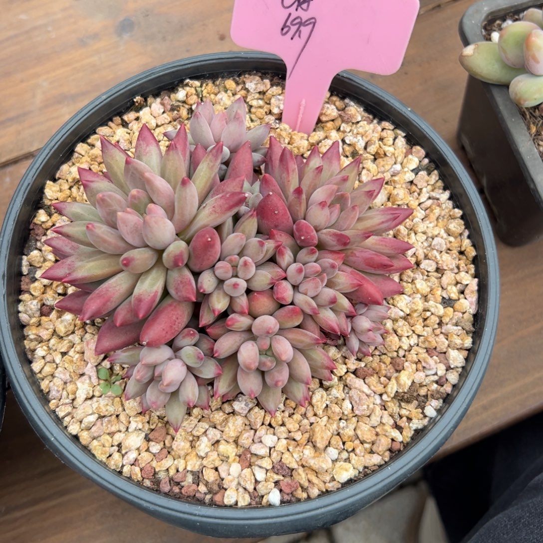 七***月虞美人111111111111111111