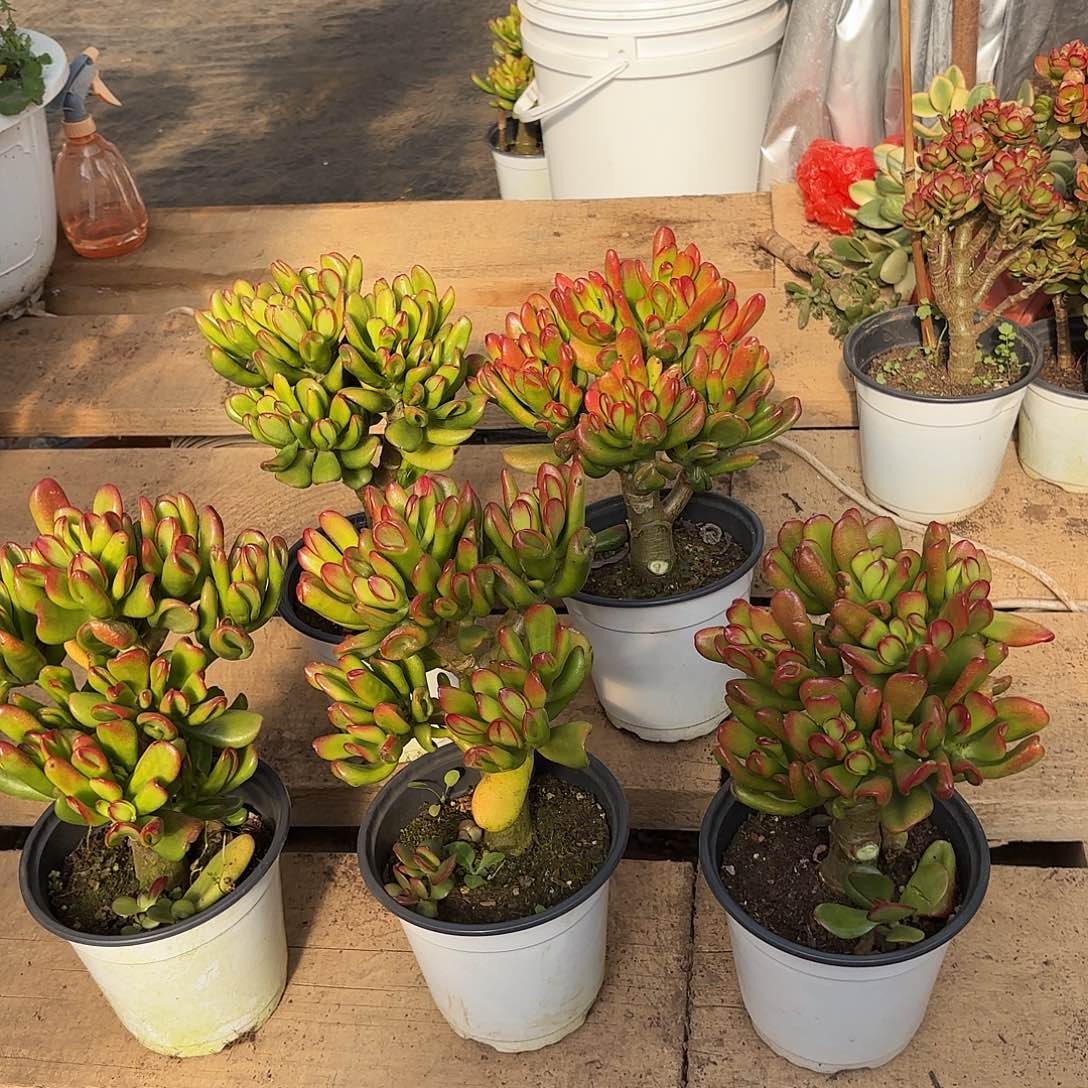 是***啦6024铲月吸财树带盆土发货