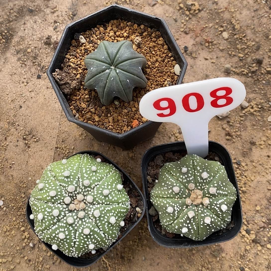 c***908福利特价咯三个福利