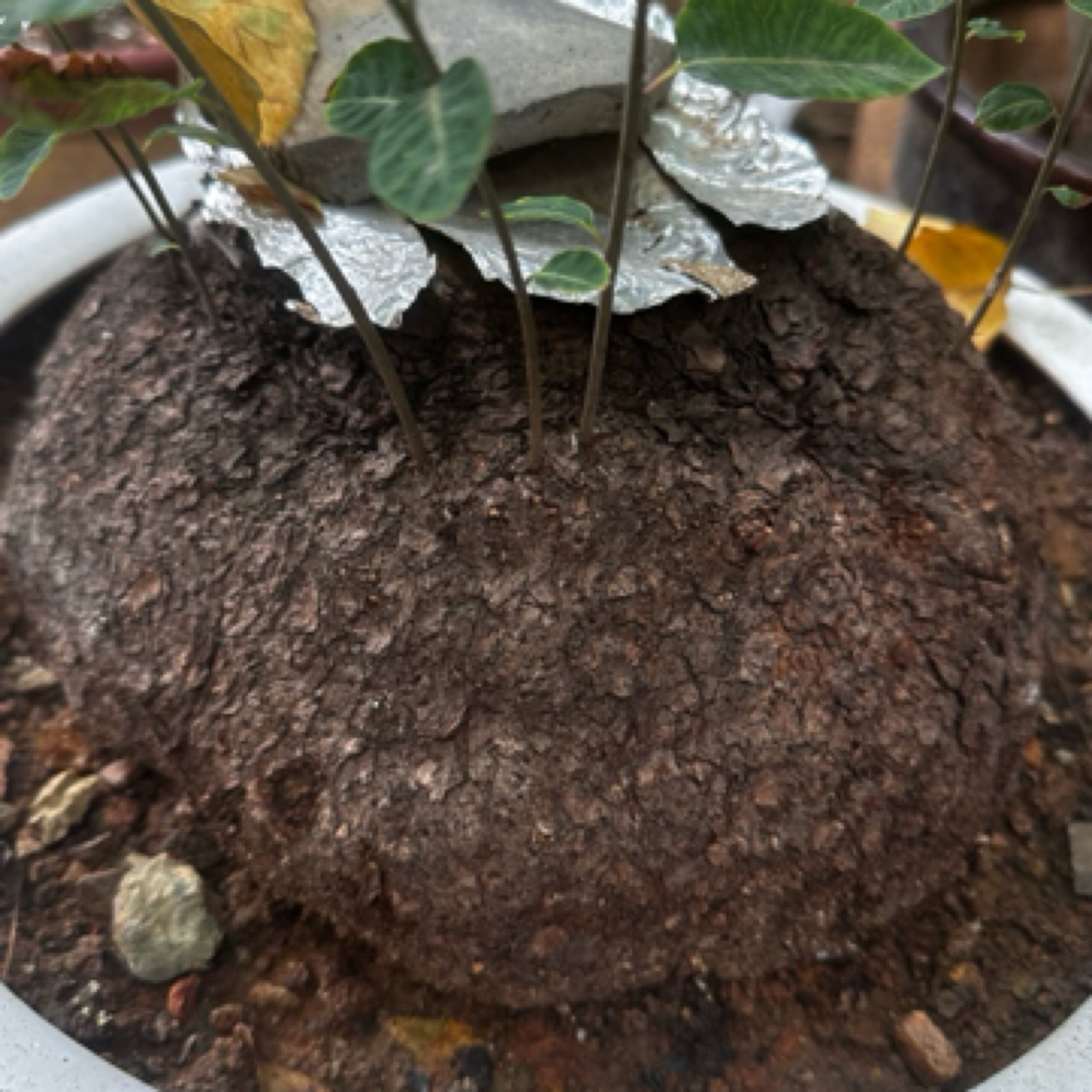 精品黄栌坨坨盆栽