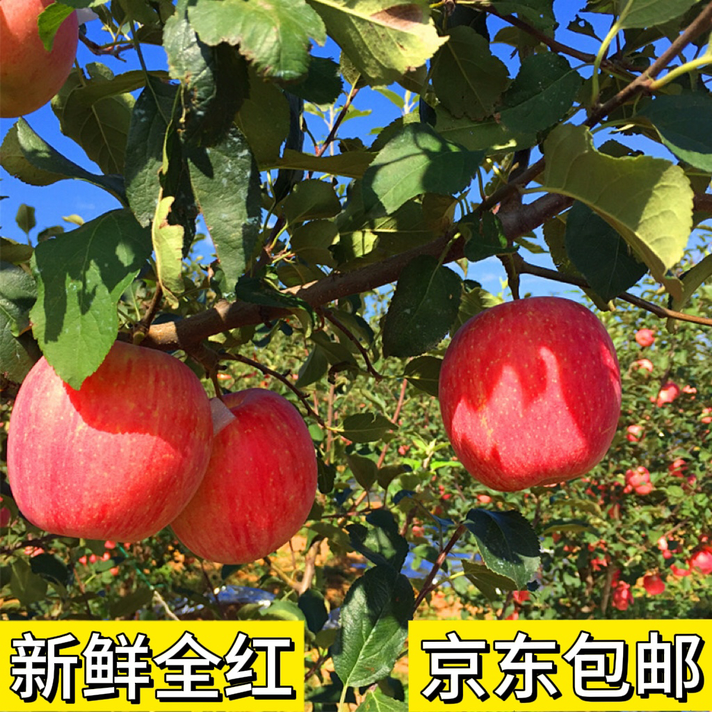 烟台栖霞全红红富士苹果新鲜应季脆甜多汁产地直发京东包邮