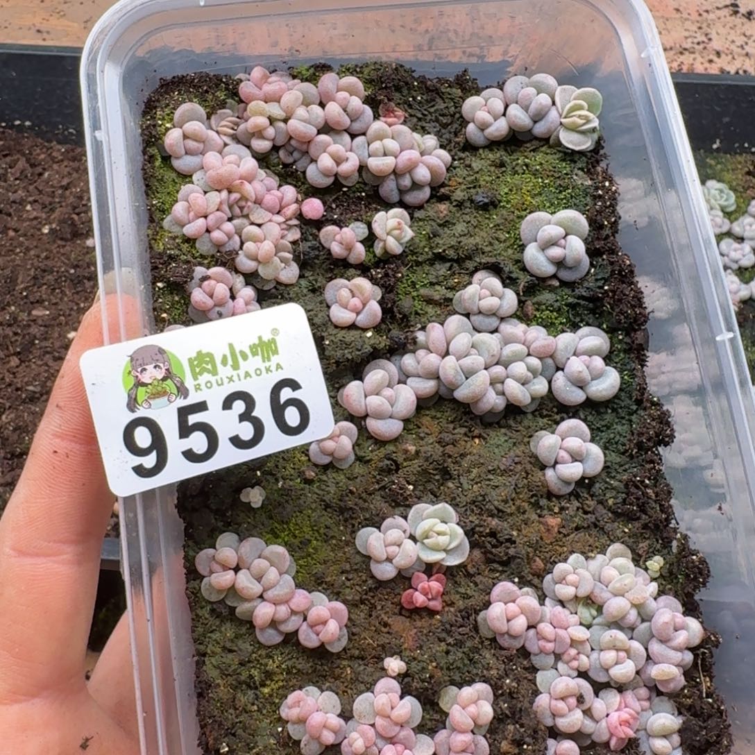 小***ღ多肉植物多肉植物