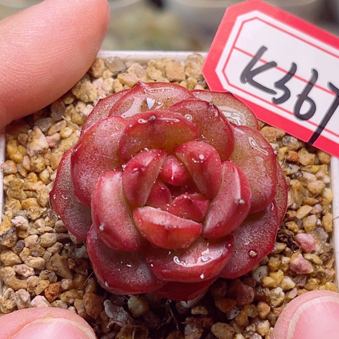 K367一物一拍 芙蓉