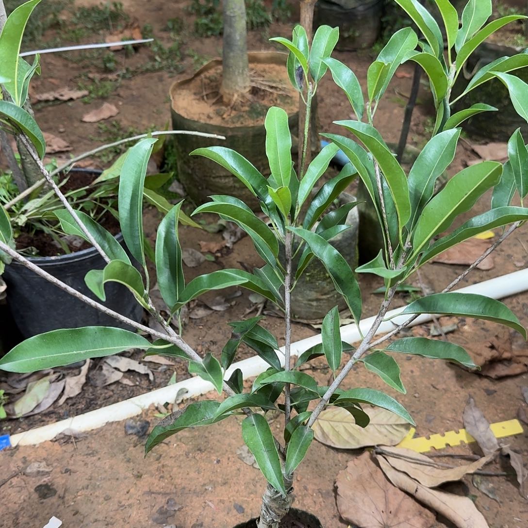 健***仔当前无花栽培后可以开花墨西哥