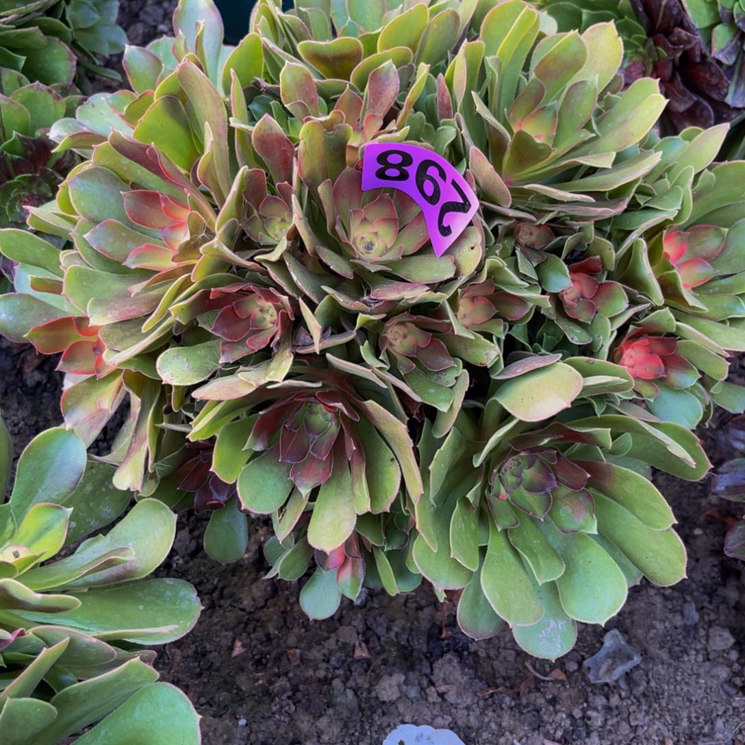 雅典娜法师16/————20包邮