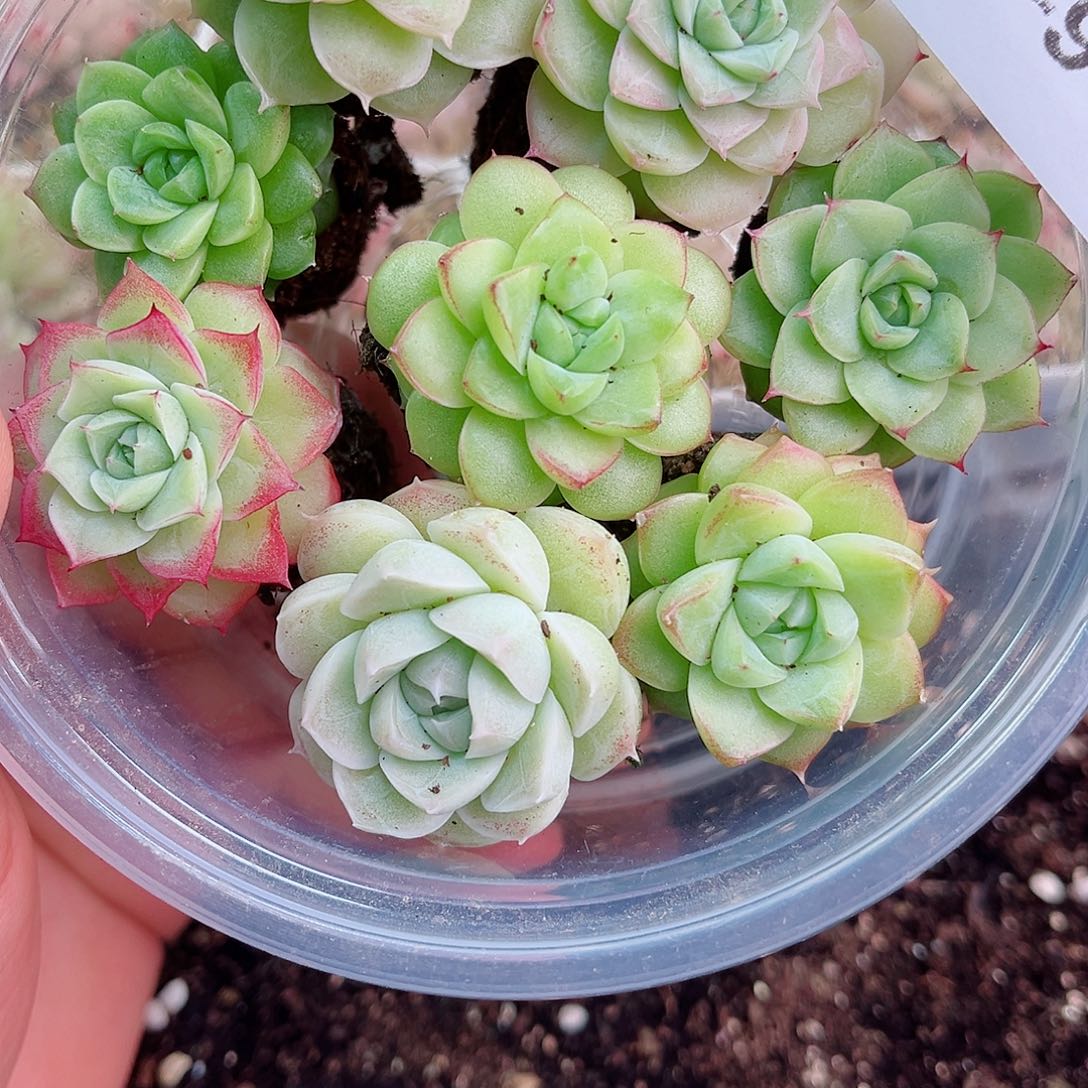 1-940 新疆西藏内蒙不发12.8包邮2-3公分多肉