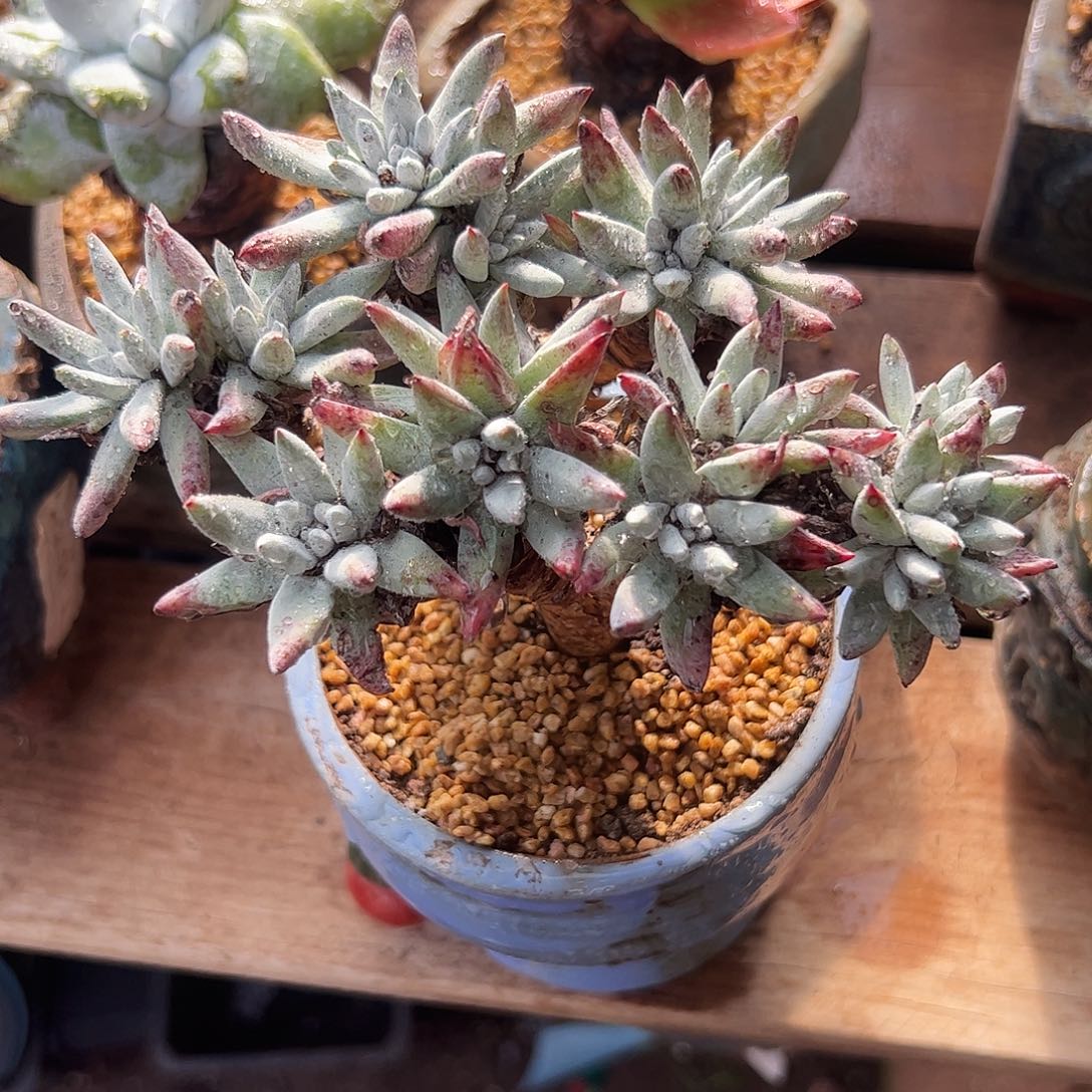 4128海瑟白菊仙女杯