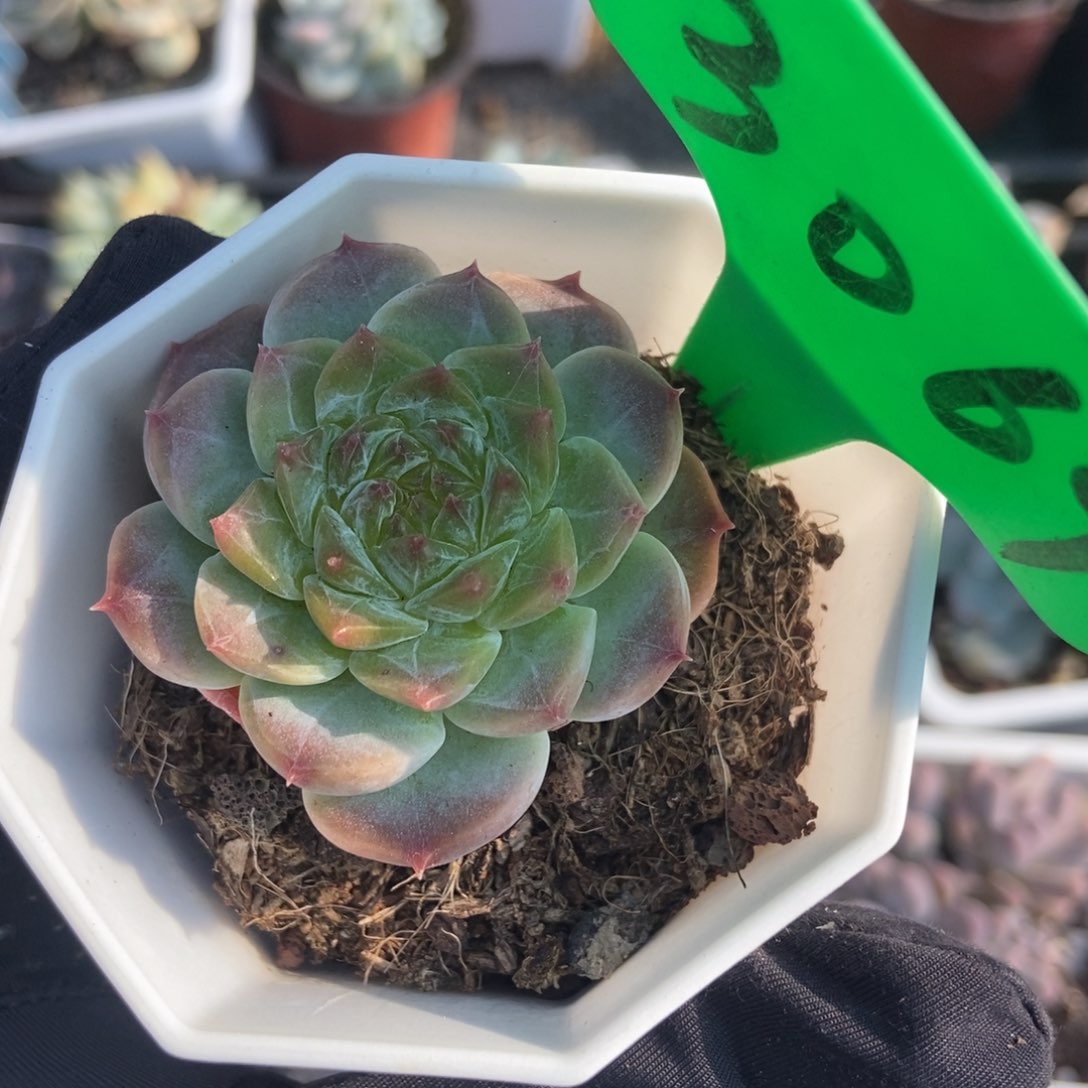 3069冰魄多肉植物保护