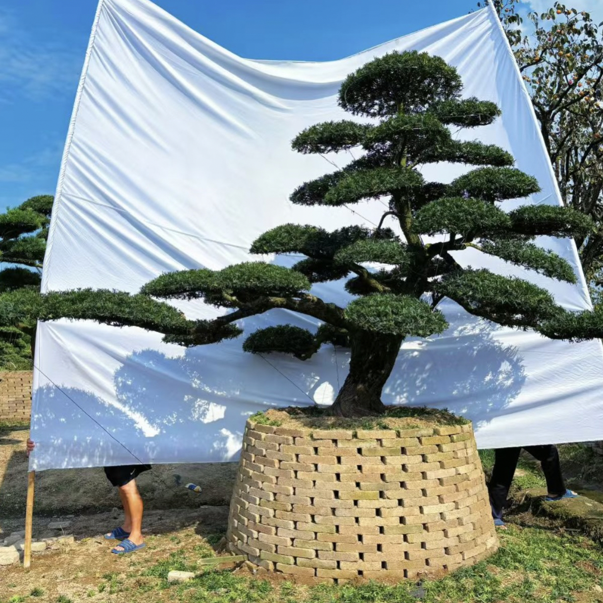 罗汉松罗汉松造型树绿植盆景一树一拍自建房绿化苗木室外罗汉松