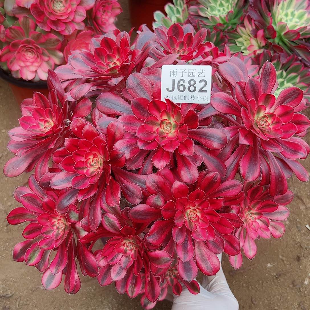 682尺寸28左右香奈尔