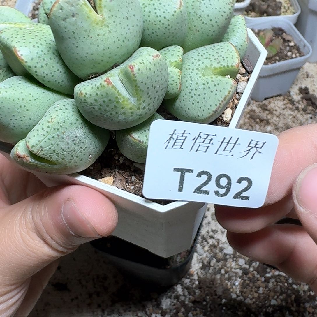 292号多肉植物哇cv