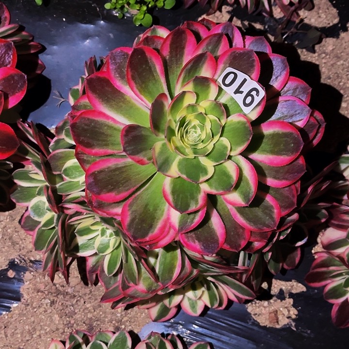 910玉姿多肉植物处理不售后