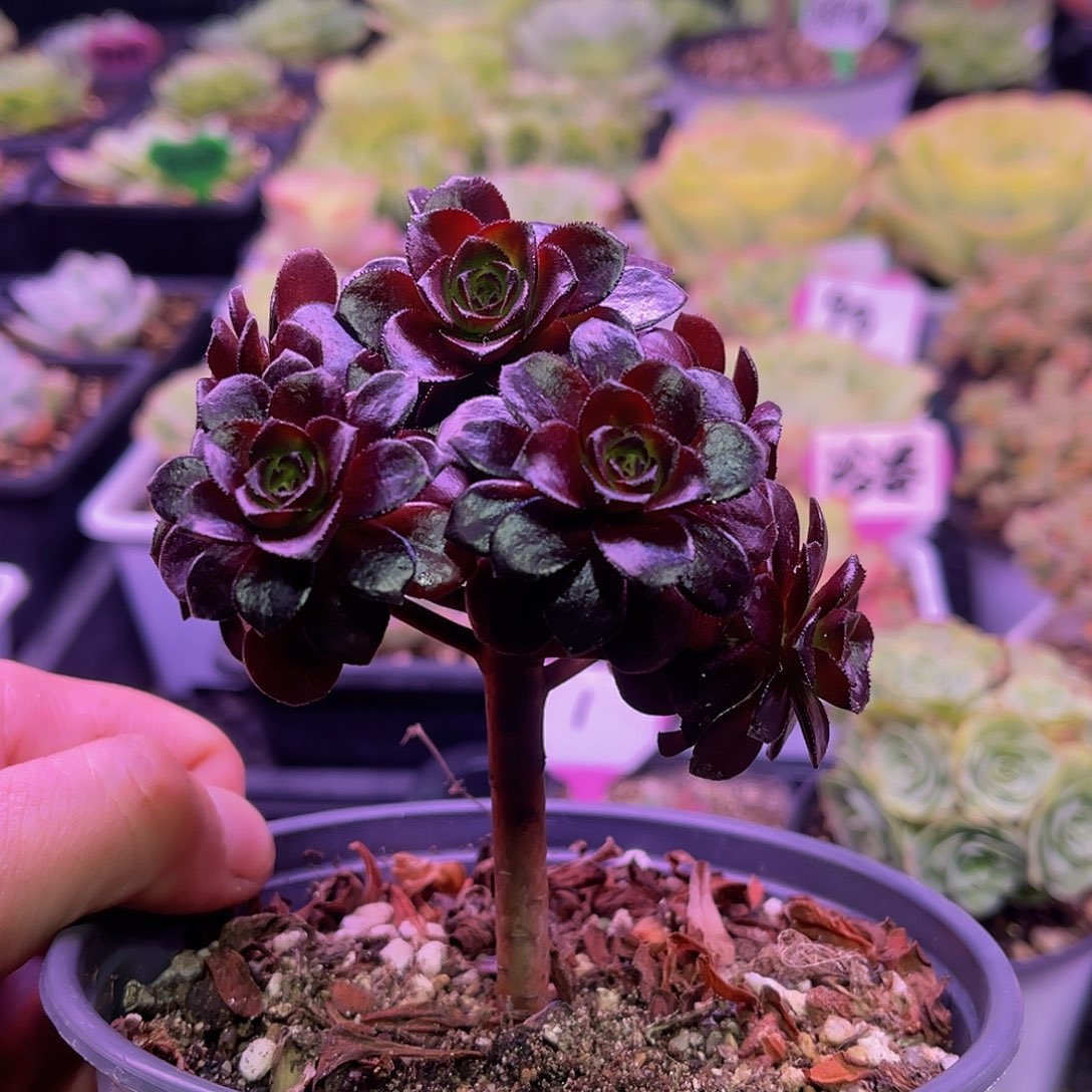 德芙 非偏远包邮 多肉