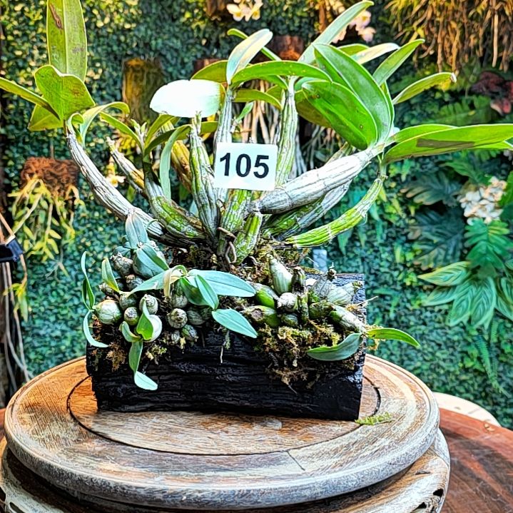 105翅梗，小美花卉卉卉卉