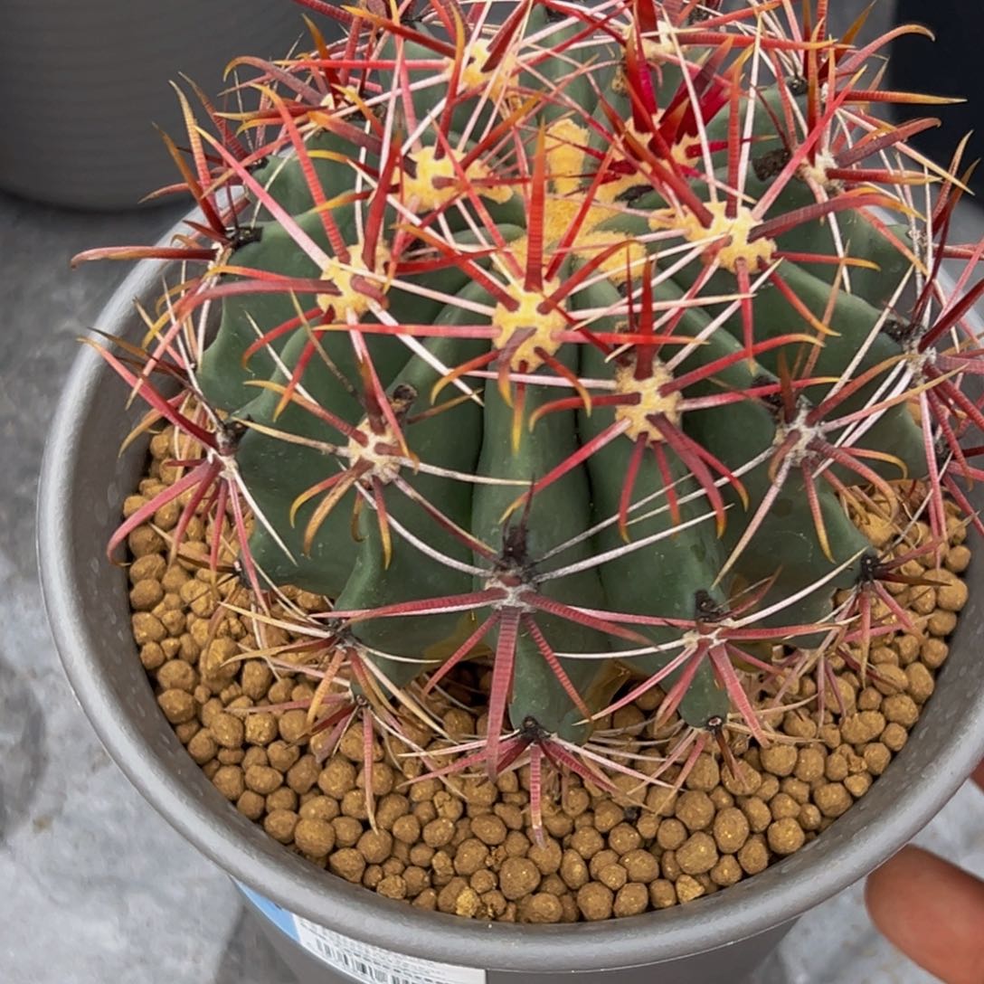 精品短豪（神仙玉）放漏款360