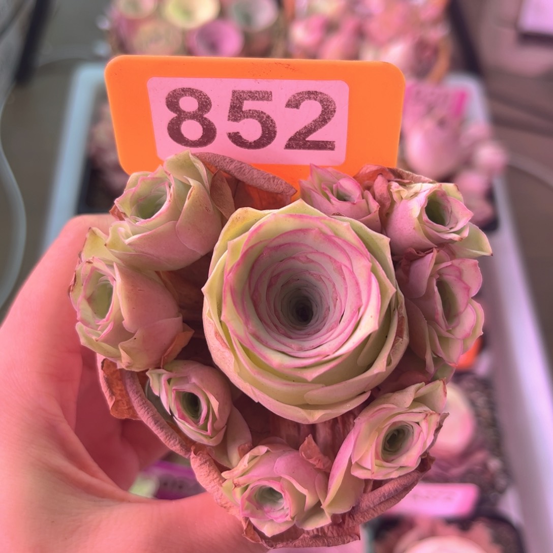 小玉玫瑰一物一拍852 带花盆