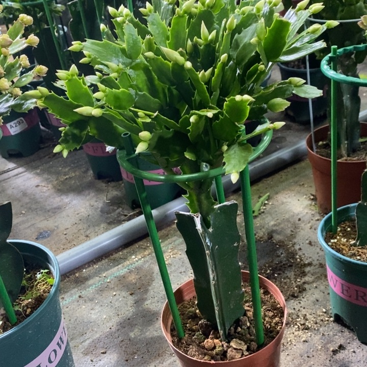 当前无花栽培后可以开花博**逸977嫁接2099