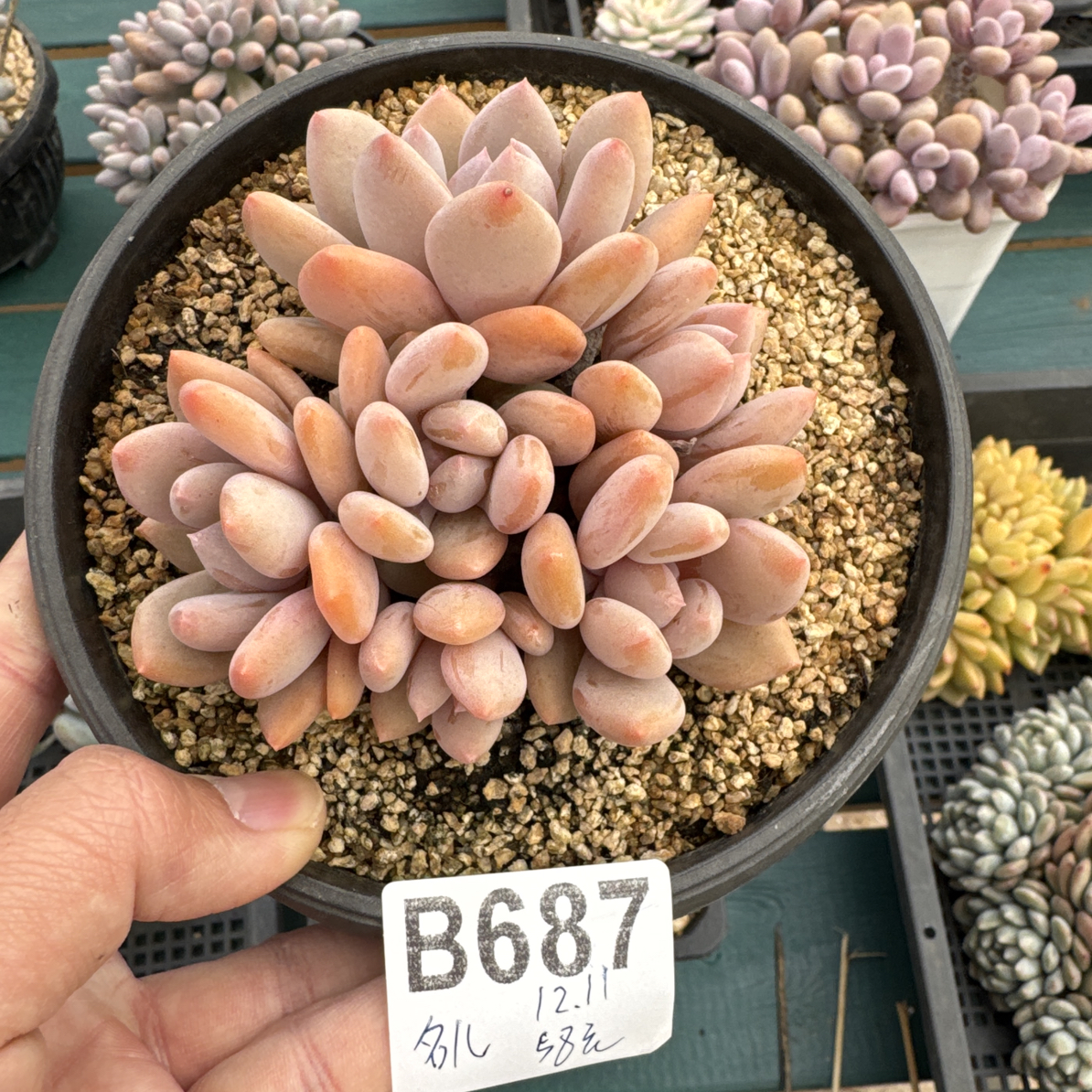 B687，名儿多肉植物珍舞