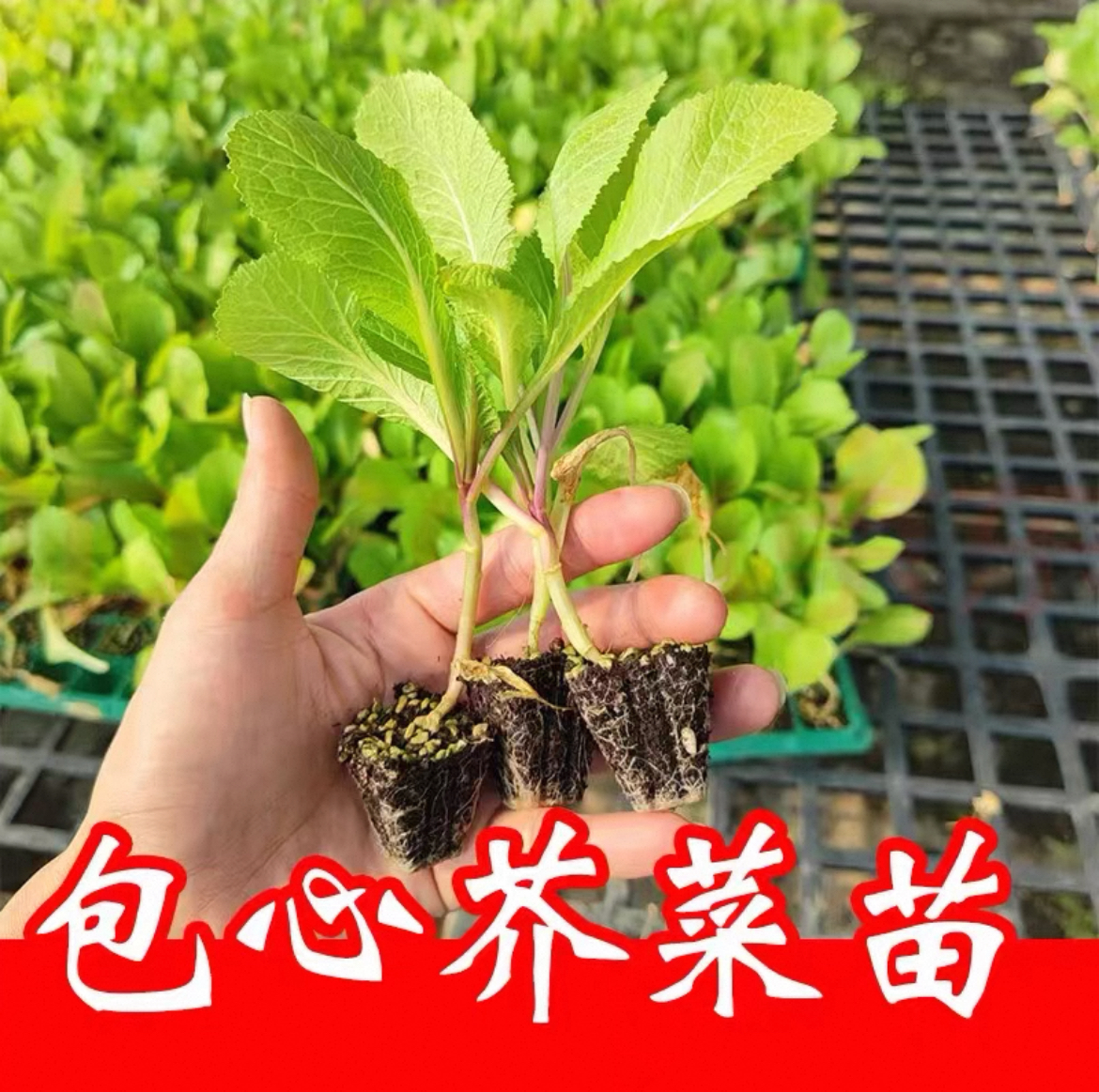 带土发货包心芥菜苗根系发达易活阳台花园可种植腌制酸菜新鲜