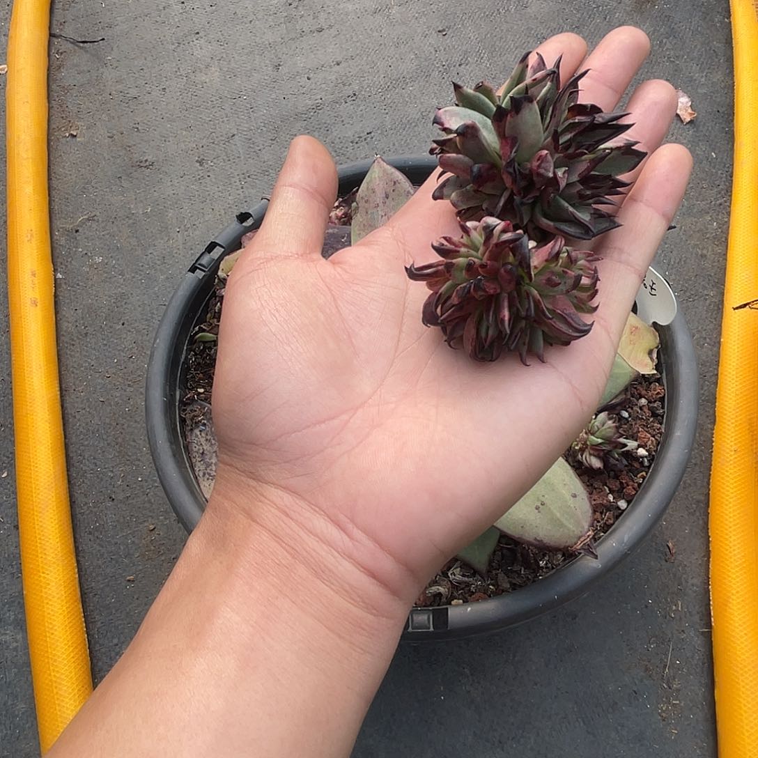 石****）多肉植物一组一排排