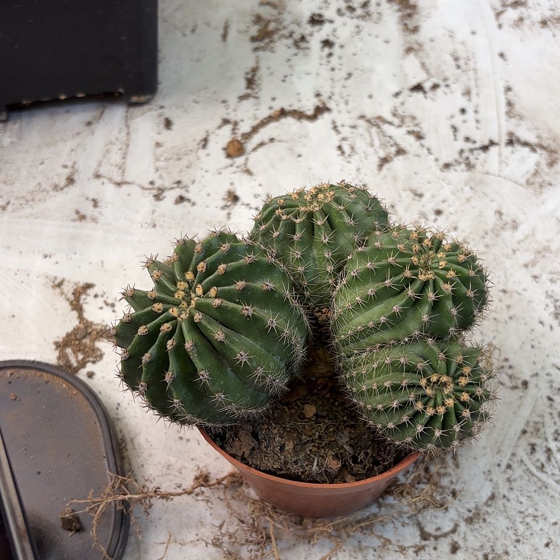 彩草实生群生缀10公分