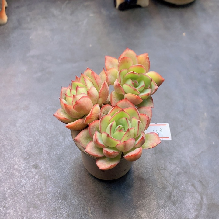 一物一拍满30包邮 189