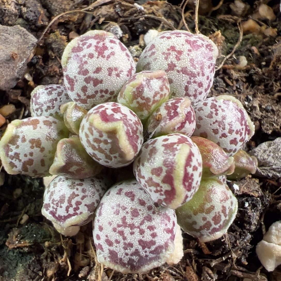 手捧花达摩海豹油亮斑