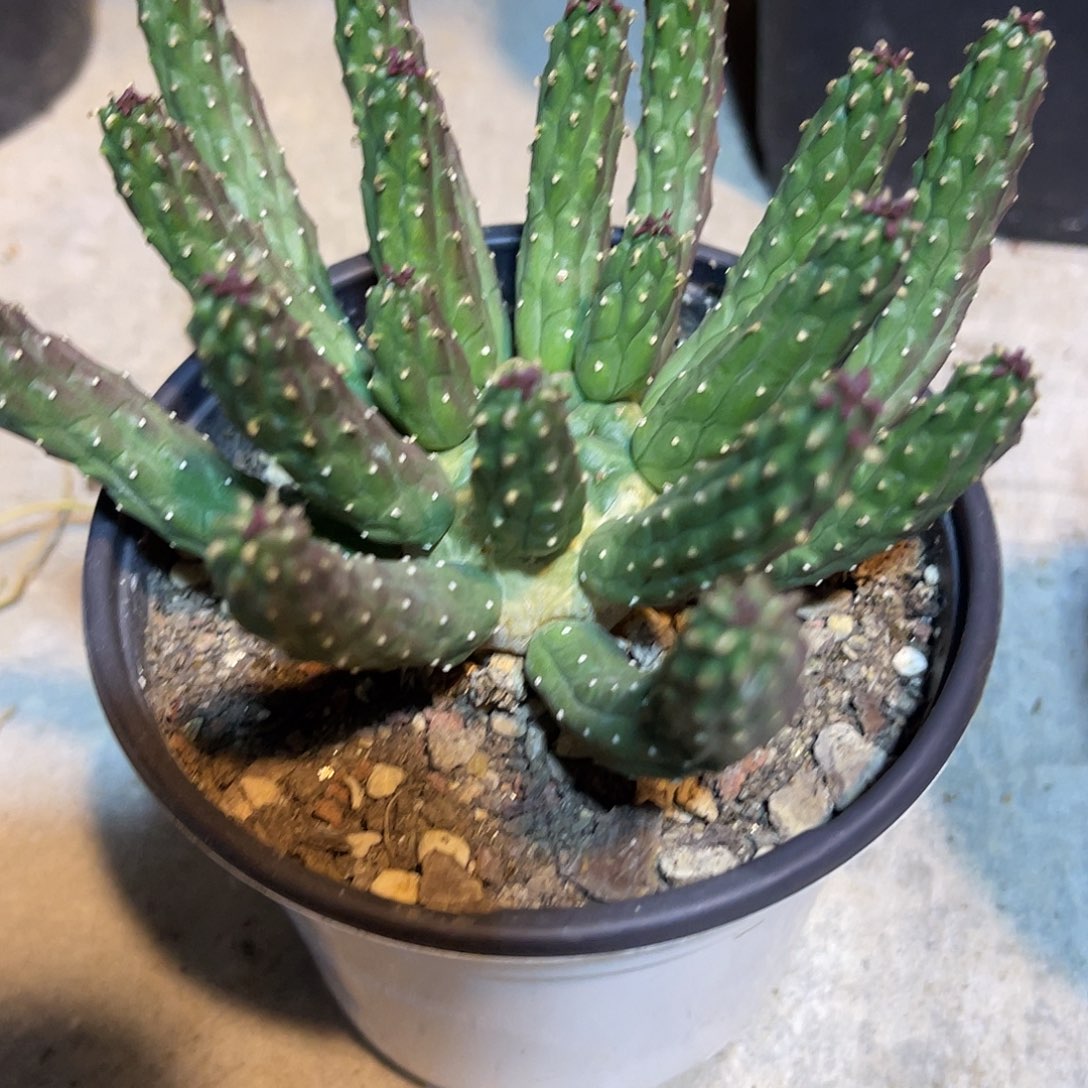 阎魔大戟块根一物一拍