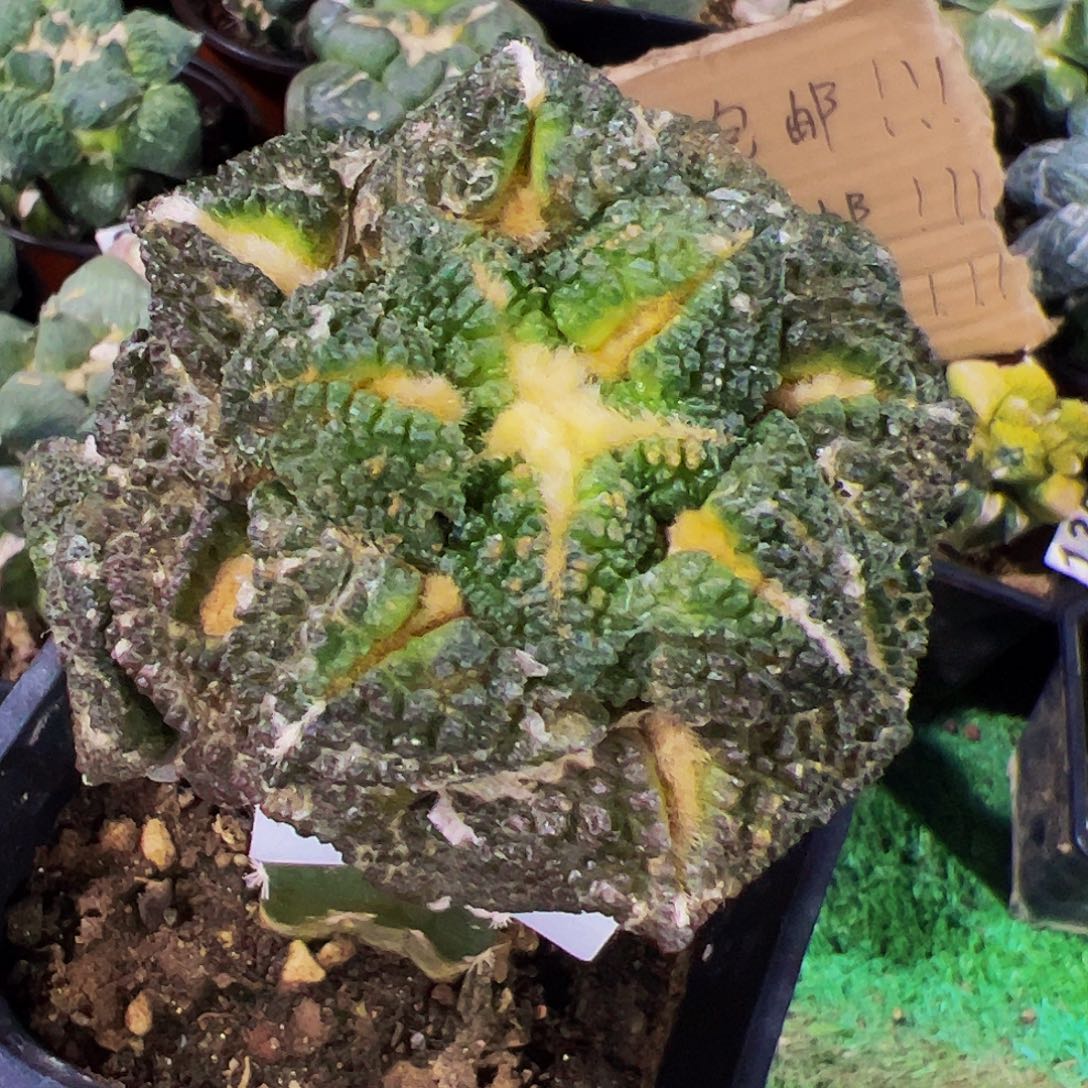 无花朵龟甲牡丹带两个侧芽306