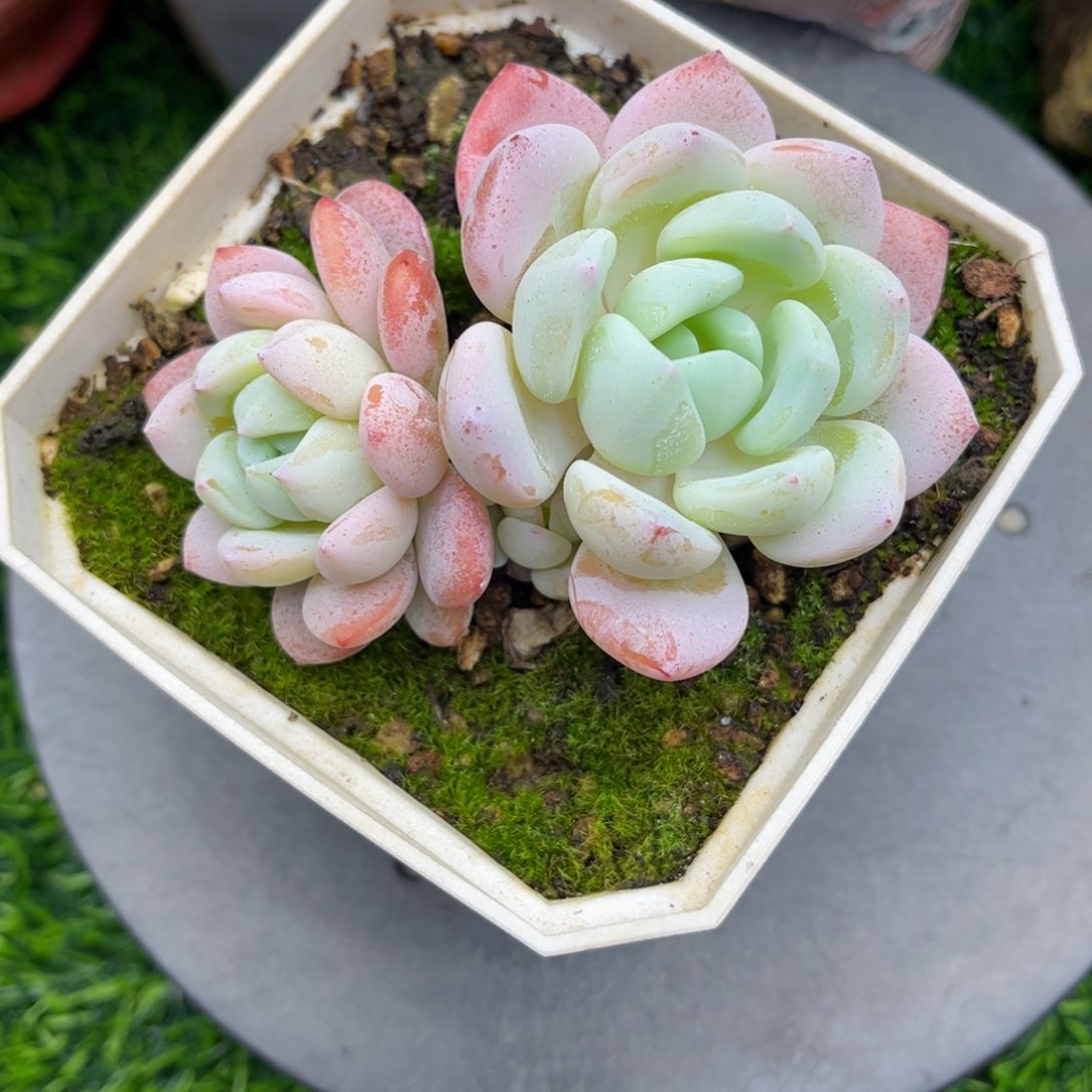 冷香老庄9冠幅……