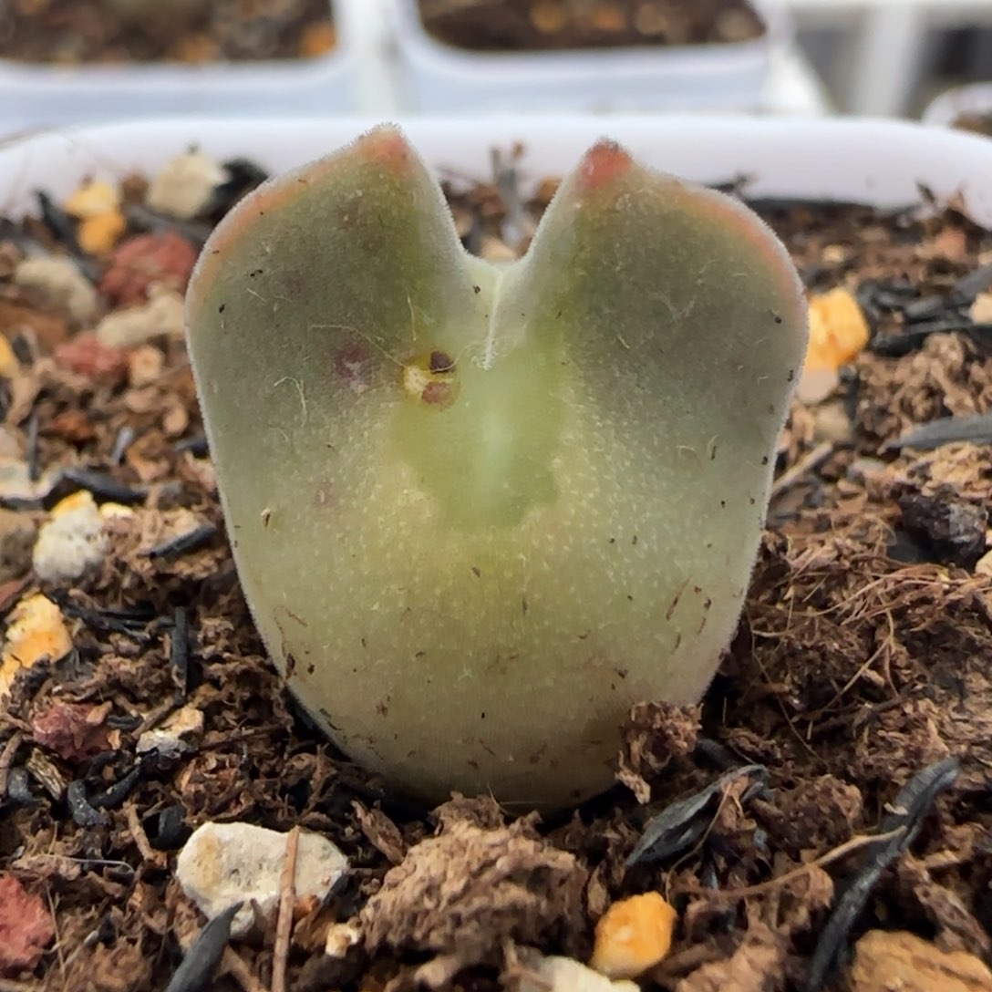 2.15多肉拉猫耳空蝉76号