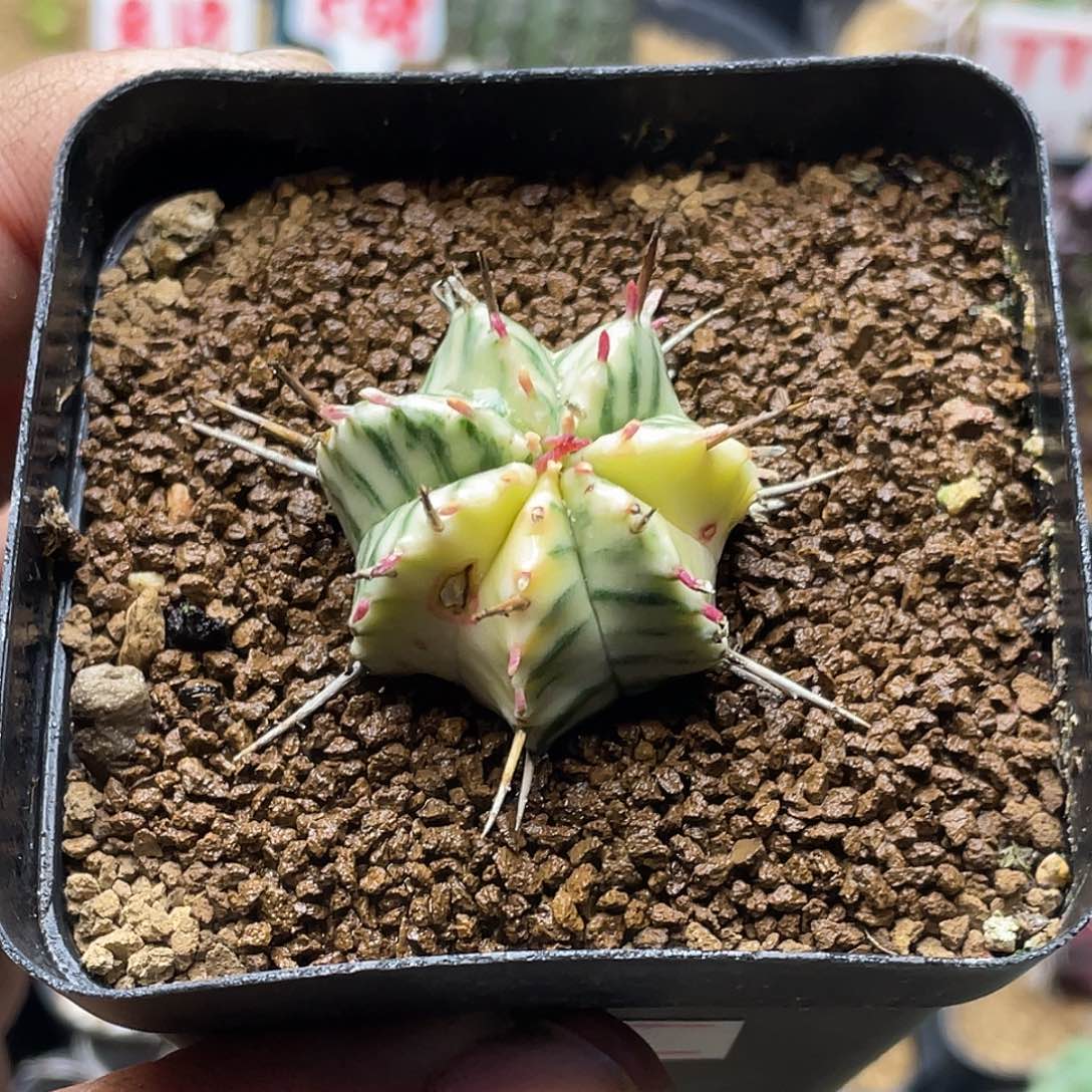 斑马锦大戟 带盆土发货微瑕