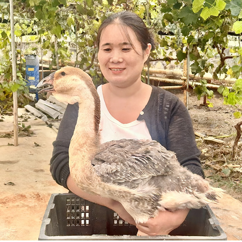 狮头鹅小狮头鹅肉包邮到家