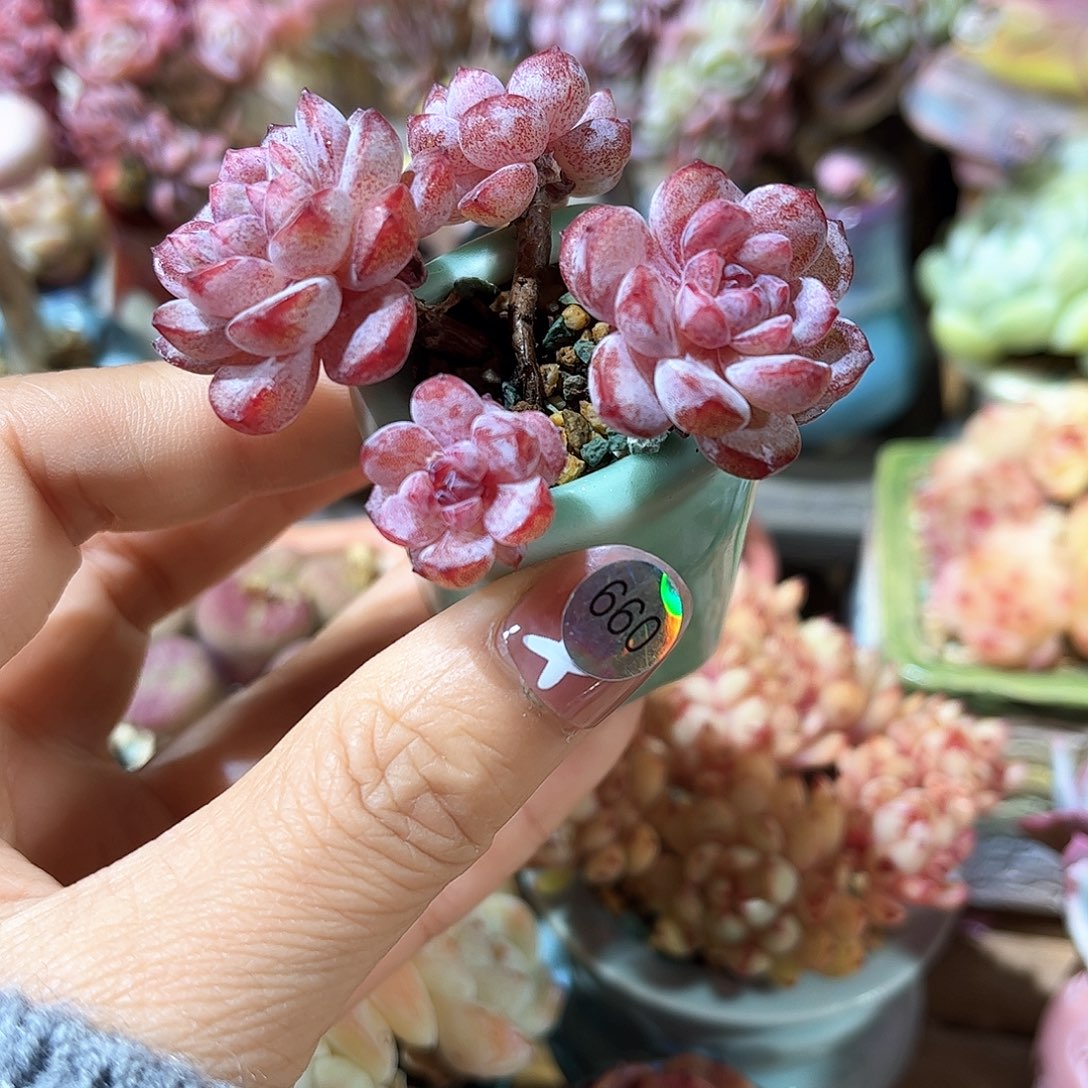 660 多肉含盆土30元包邮除偏远