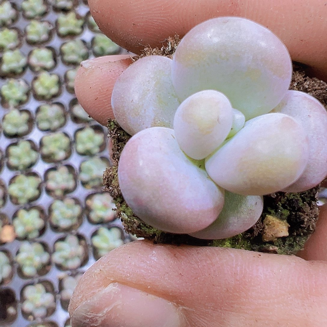 橙雪球3个19包邮多肉植物