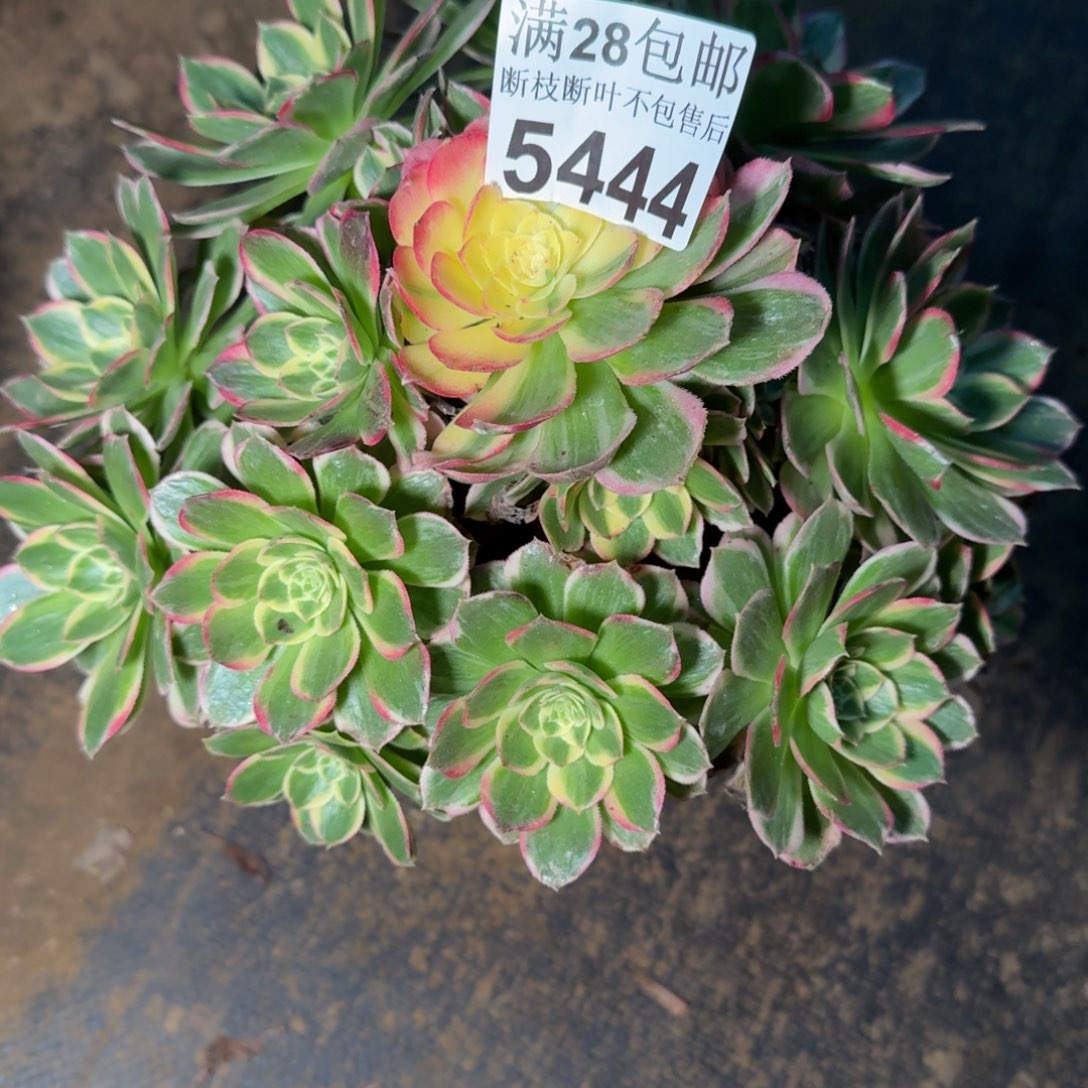 5444海王多肉植物