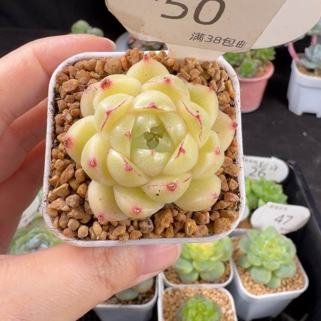 包子麦秆珍妮福利50号