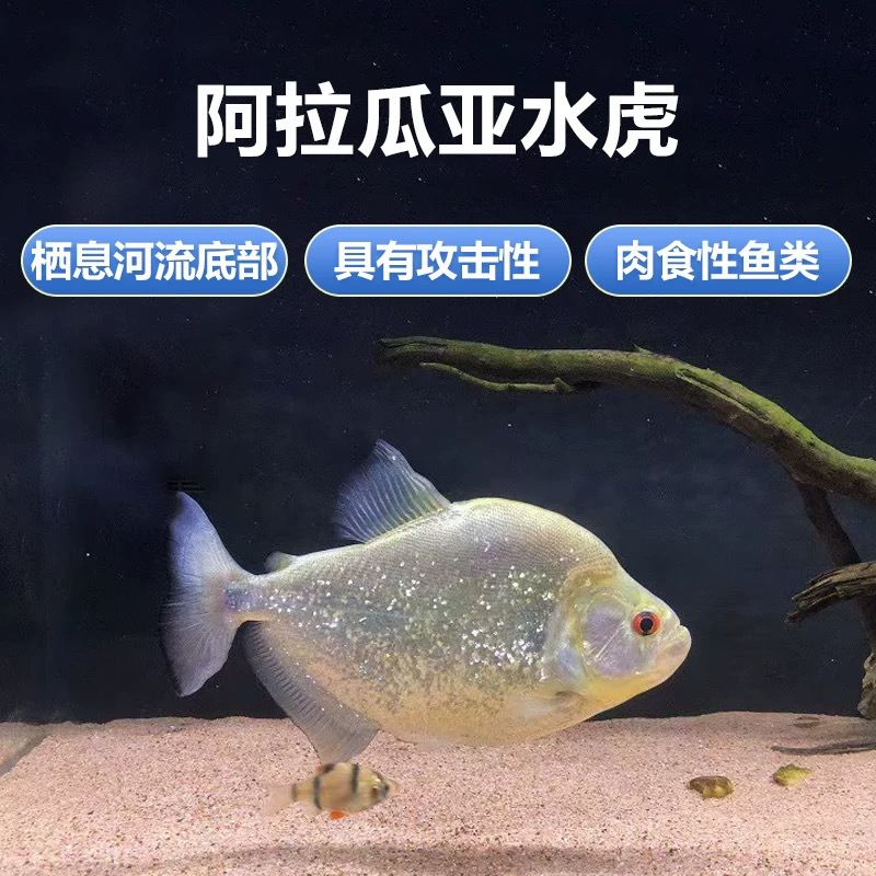 【开火猛鱼】巴西钻  阿拉瓜亚 顺丰包邮包损