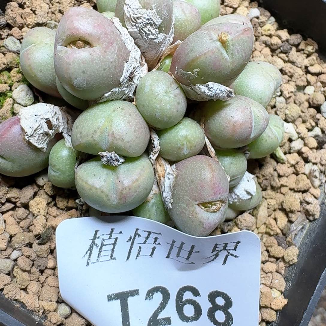 268号多肉植物哇cv