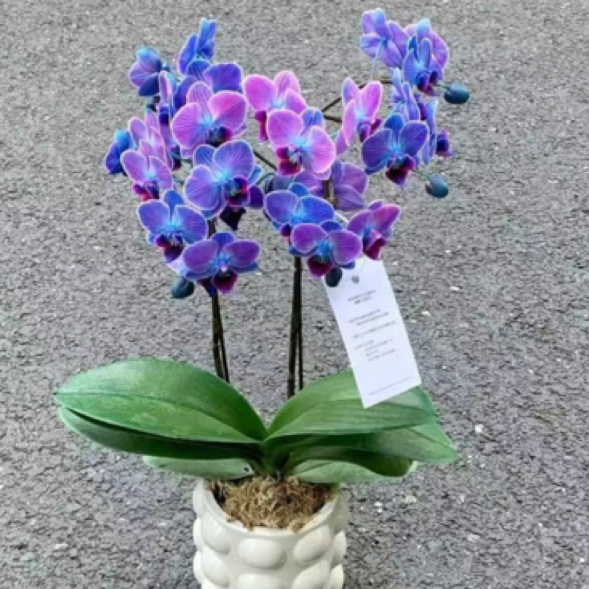 七彩霓虹1.7小苗无花剑40号色