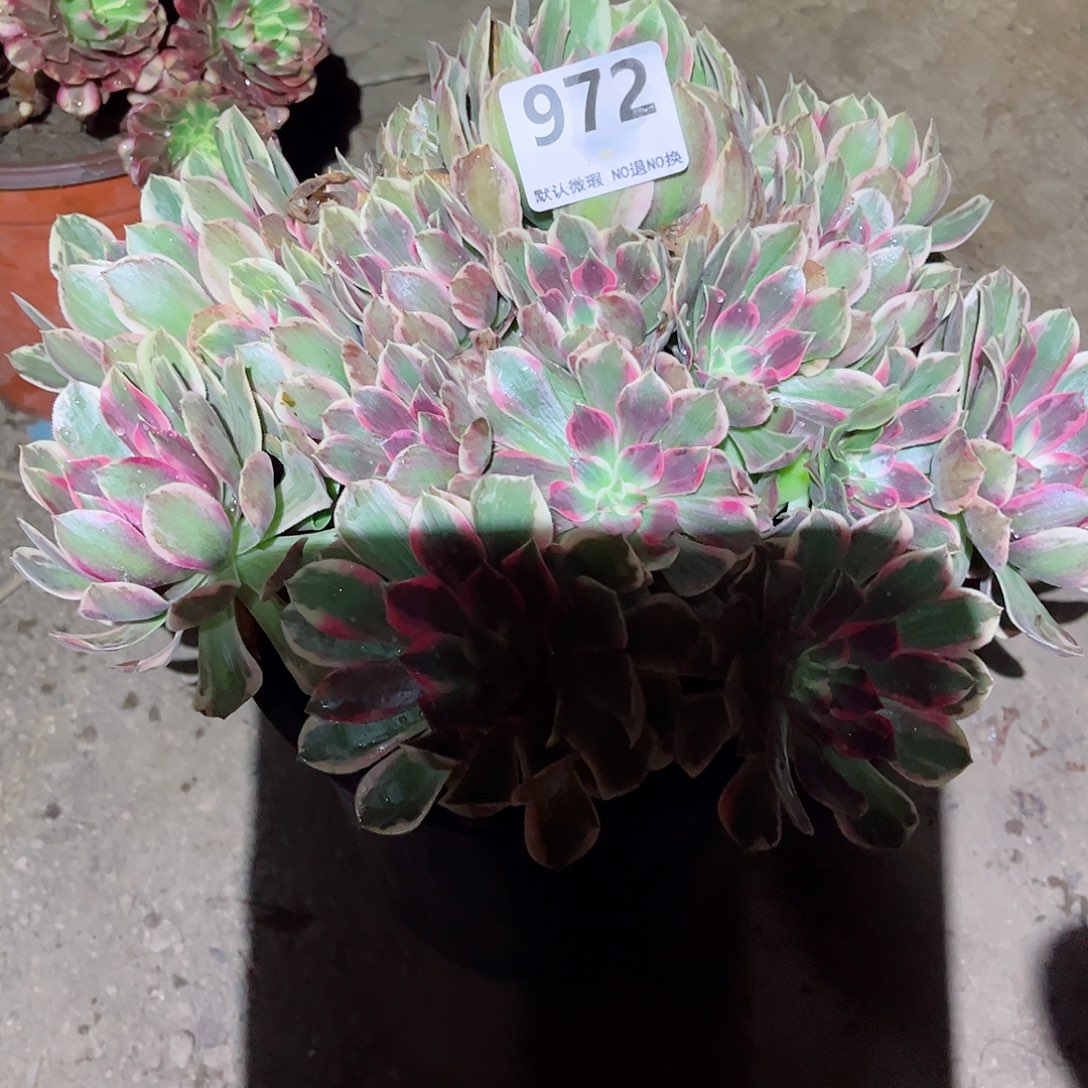 无花朵多肉植物972