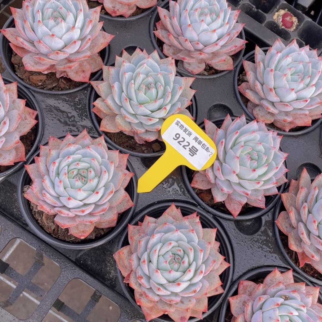 922号韩版粉蓝鸟大单头一个