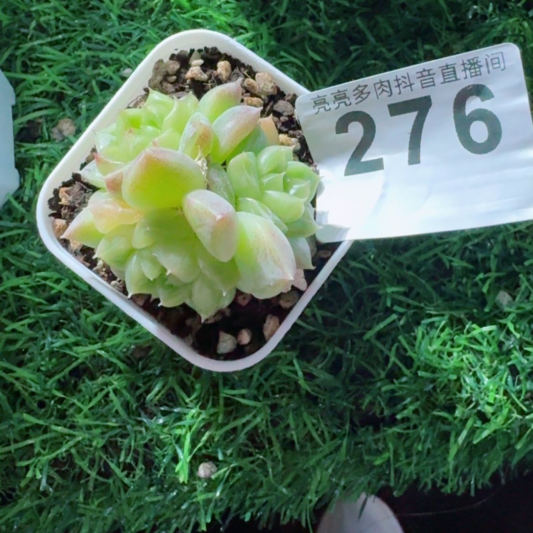 七喜珍妮群生整装无砍