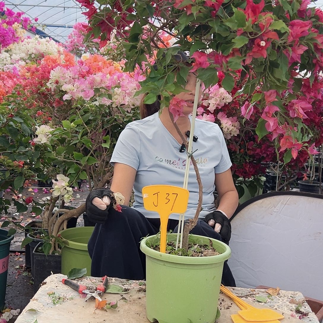 C***芬大部分花苞少量开放J37酒红桑巴